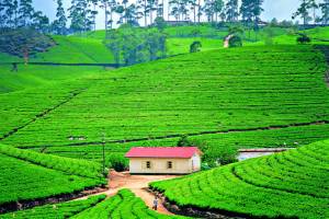 sri tea plantation